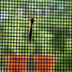 Illustration for article titled Shooting Challenge: Bugs Gallery (Part 4)